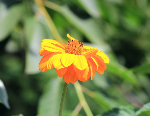 Zarte Sommerblumen Botanischen Garten — Stockfoto