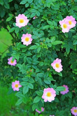 Botanik bahçesinde parlak, güzel yaz çiçekleri