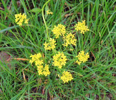 Botanik bahçesinde parlak, güzel yaz çiçekleri