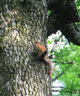 Şehir parkındaki komik sincap.