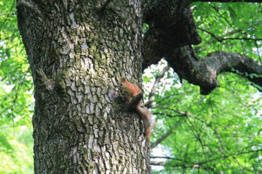 Şehir parkındaki komik sincap.