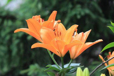 Botanik bahçesinde parlak güzel yaz zambakları