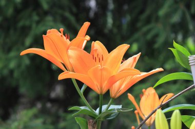 Botanik bahçesinde parlak güzel yaz zambakları