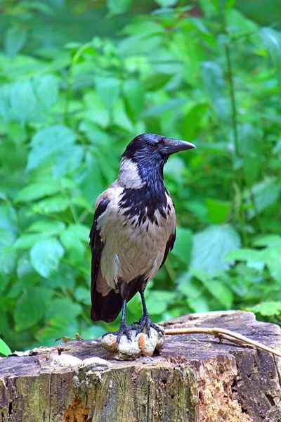 Kraai Het Bos Een Stomp Vond Een Boom Paddestoel — Stockfoto