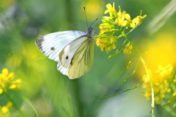 Motýl Užívá Nektar Letního Květu — Stock fotografie