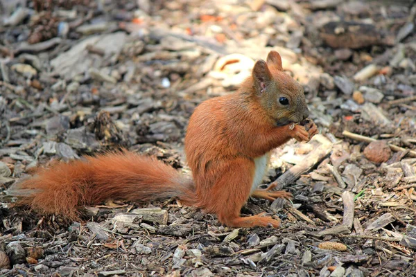 Wiewiórka Chciwie Smakołyk Znaleziony Lesie — Zdjęcie stockowe