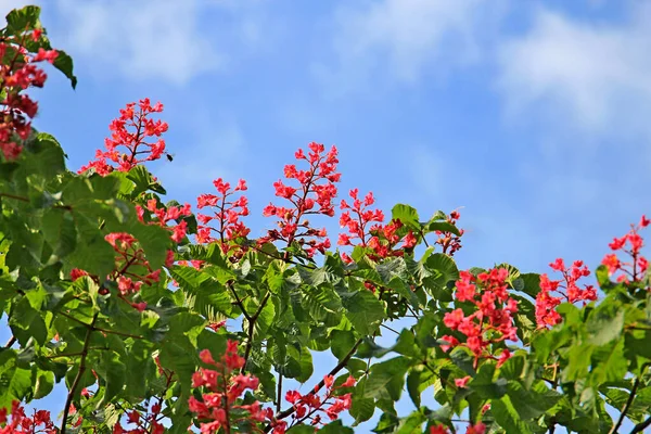 Fioritura Castagno Rosso Uno Sfondo Cielo Blu — Foto Stock