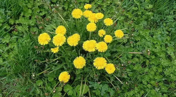 Strahlend Schöne Sommerblumen Botanischen Garten — Stockfoto