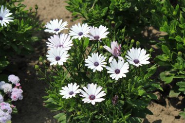 Botanik bahçesinde parlak, güzel yaz çiçekleri