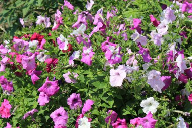 Botanik bahçesinde parlak, güzel yaz çiçekleri