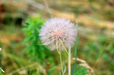 Botanik bahçesinde parlak, güzel yaz çiçekleri