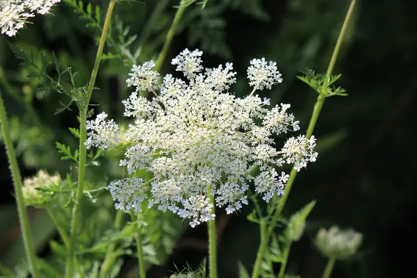 Flores Verano Hermosas Brillantes Jardín Botánico — Foto de Stock