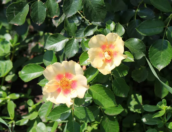 Flores Verão Bonitas Brilhantes Jardim Botânico — Fotografia de Stock