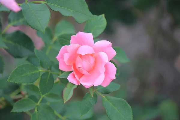 Bright Beautiful Summer Flowers Botanical Garden — Stock Photo, Image