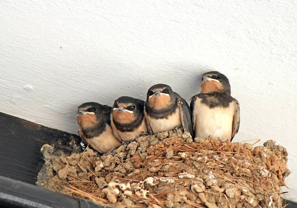 Pollitos Golondrinas Esperan Comida Imágenes de stock libres de derechos