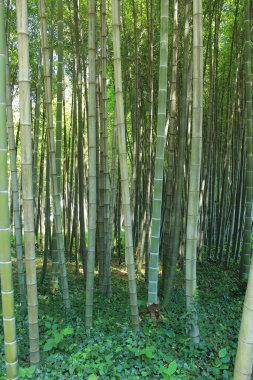 Batumi şehir meydanında bambu koruluğu