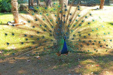 Tavus kuşu Batumi şehir parkında yemyeşil bir kuyruk gösteriyor.