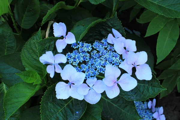 Exotische Zuidelijke Bloemen Bergen Van Georgië — Stockfoto