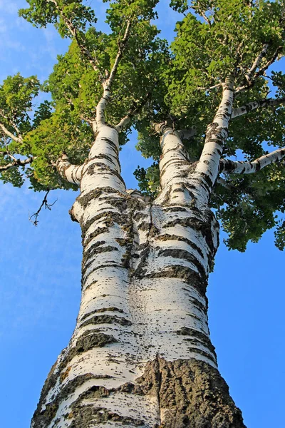 Interesante Estructura Del Tronco Del Sicómoro Pelo Blanco —  Fotos de Stock