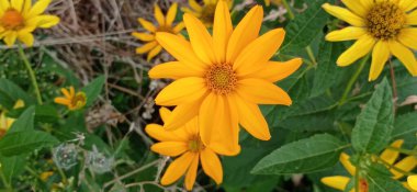 Parlak sonbahar çiçekleri isyanı