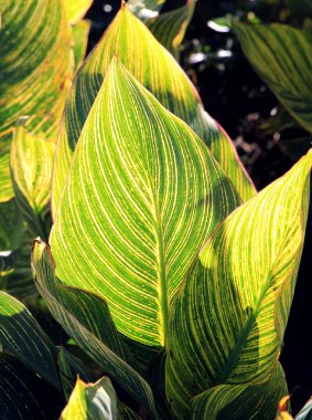 Sonbahar botanik bahçesinde büyüleyici, sevimli çiçekler