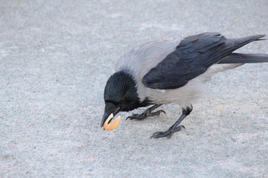 Karga buldu ve lezzetli bir simit yiyor.