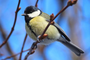 tit in winter city park