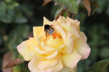 Bir yaban arısı solmuş bir gülden nektar çıkarmaya çalışır.