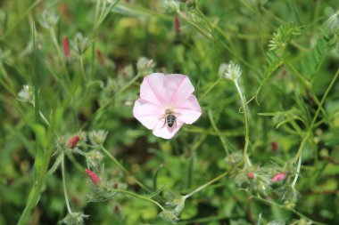 Arı lezzetli bir nektar kaynağı buldu.