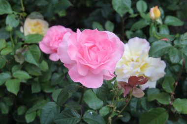 Şehir parkında güzel bir gül