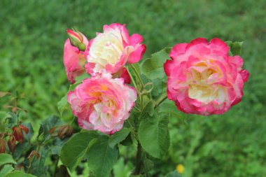 Şehir parkında güzel bir gül