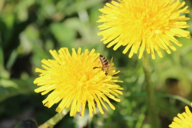erken baharda parlak renkler