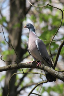 Kaplumbağa güvercin ilk bahar güneşinde güneşleniyor.