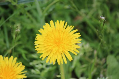 erken baharda parlak renkler