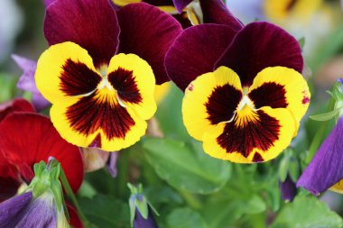 erken baharda parlak renkler