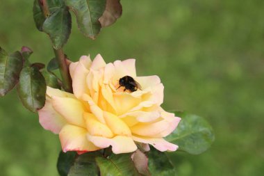 Bir yaban arısı solmuş bir gülün son nektarını emer.