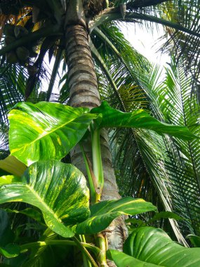 Endonezya 'daki güzel tropikal bitki ve hindistan cevizi ağacı. Bu fotoğraf sabah çekildi..