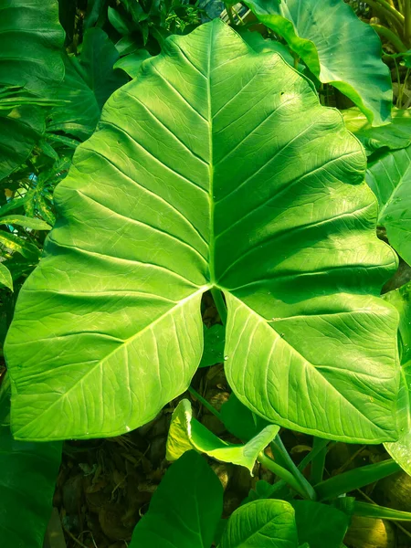 Hermosa Hoja Taro Verde Tropical Mañana También Conocido Como Daun — Foto de Stock