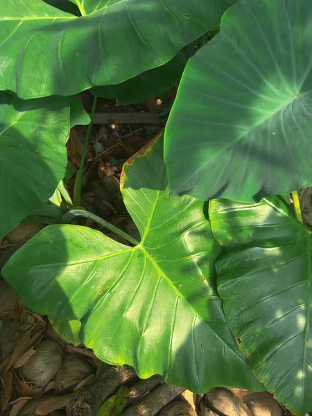 朝の美しい熱帯緑の太郎の葉 インドネシアのダウン カラディとも呼ばれる — ストック写真