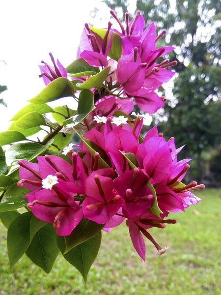 Belles Fleurs Dans Jardin — Photo