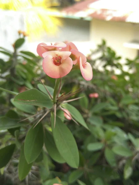 Hermosas Flores Jardín —  Fotos de Stock