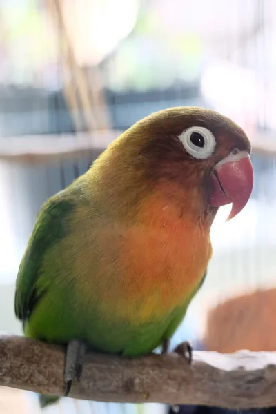 Uccello Amore Giallo Colore Verde Girato Sinistra Appollaiato Una Gabbia — Foto Stock