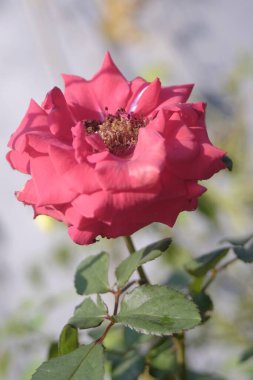 manzara manzarası veya tropik yedi genç, açık renk çiçek yaprağı ağacı, karanın havası, gökyüzü ve tropik nesnenin çeşitliliği