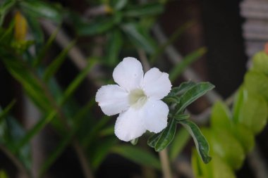 manzara manzarası veya tropik on, açık renk çiçek yaprağı ağacı, karanın havası, gökyüzü ve tropik nesnenin çeşitliliği