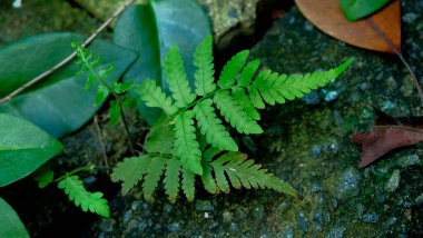 manzara görüntüsü veya tropik 7, açık renk çiçeği, karanın havası, gökyüzü ve tropik nesnenin çeşitliliği