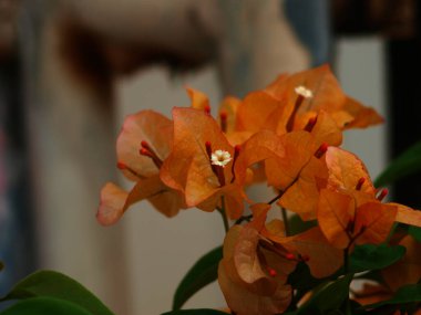 manzara görüntüsü veya tropik ikincisi, berrak renk çiçeği, karanın havası, gökyüzü ve tropik nesnenin çeşitliliği