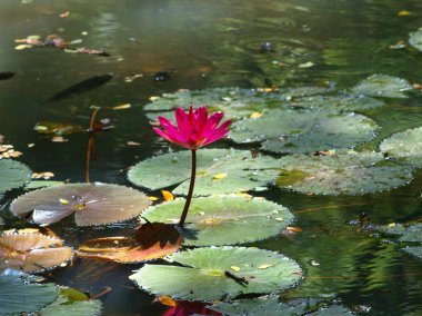 Göl suyunda açan kırmızı nilüfer çiçekleri.