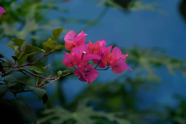 Vue Paysage Photo Tropique Six Arbre Feuille Fleur Couleur Claire — Photo