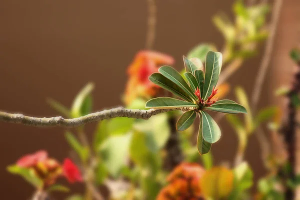 Las Flores Del Árbol Frangipani Son Pistilos Verdes Amarillentos Rojos — Foto de Stock