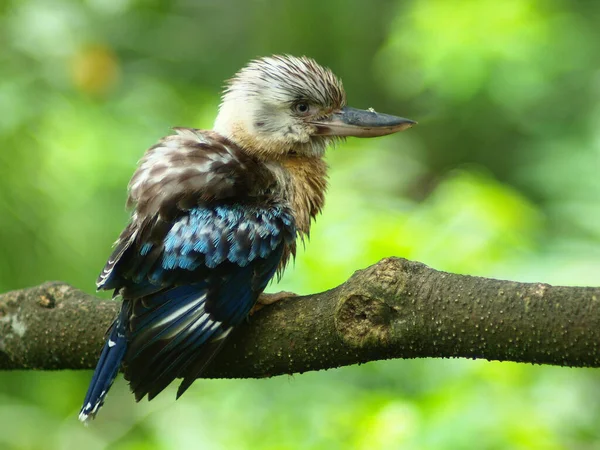 King Fisher Has Just Finished Bathing Drying Its Feathers Log — Stock Photo, Image